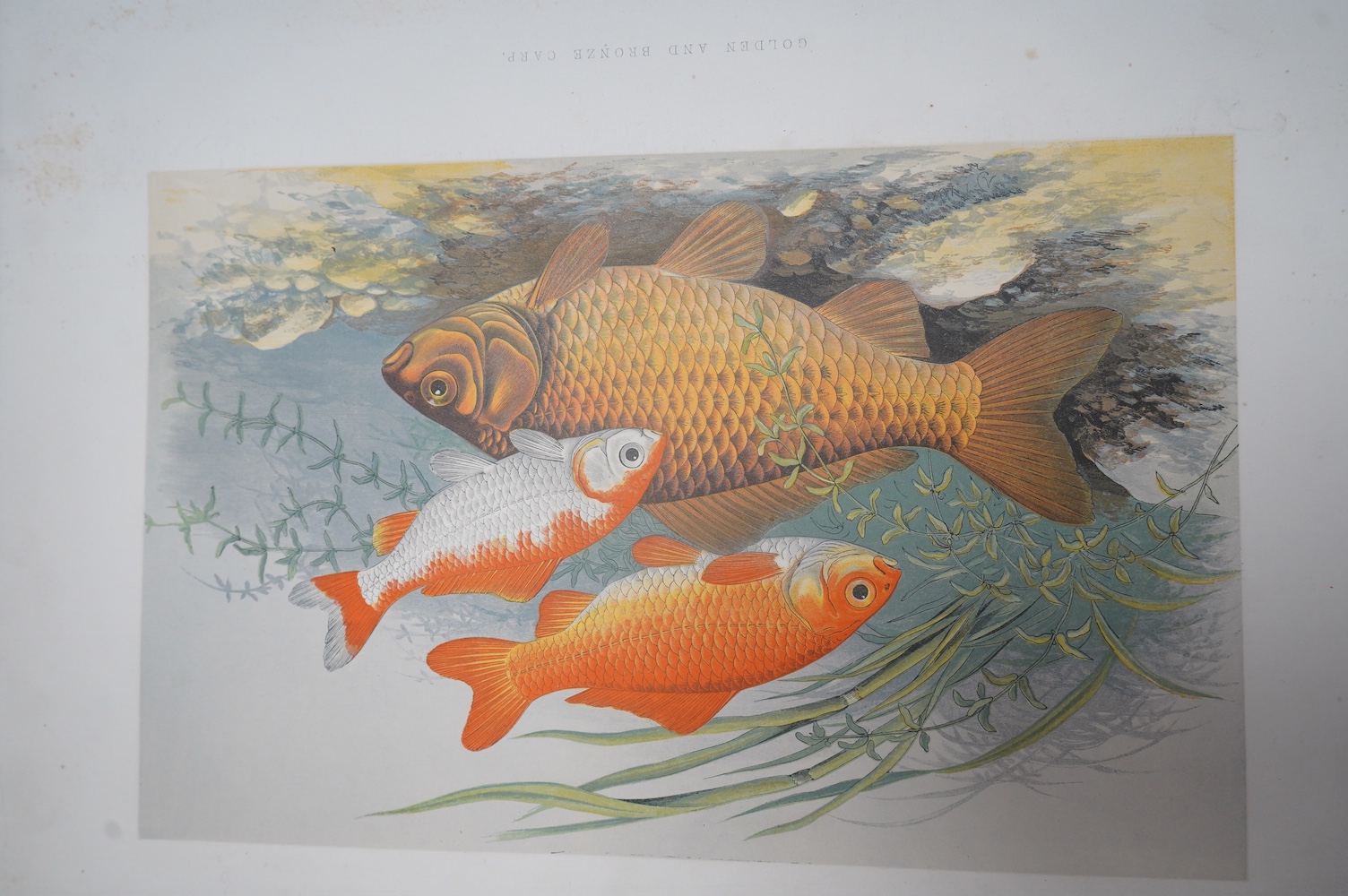 Houghton, Rev. W. - British Freshwater Fishes. 2 vols. 41 coloured plates (by A.F. Lydon) in naturalistic settings and engraved text illus.; original gilt pictorial and black decorated cloth, ge., folio. (1879)